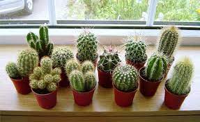 Feed your plants with organic nutrients twice a month. How To Take Care Of Your Cactus And Succulent Garden Talk Nurserylive Wikipedia