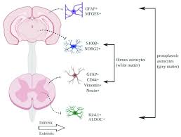 This was an overview of the human nervous system function and structure along with a labeled diagram. Astrocyte Heterogeneity In The Central Nervous System Cns Different Download Scientific Diagram