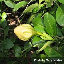 Image result for Solandra maxima