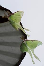 Luna Moths At Street Lamp Via Theanimalblog Tumblr Luna Moth Moth Moon Moth