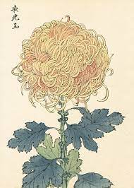 Keika Hasegawa Chrysanthemum Wood Block Prints 1st Edition 1893 Flower Art Japanese Woodblock Printing Japanese Painting