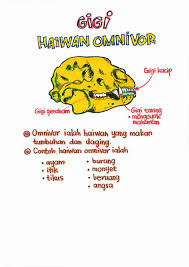 Haiwan omnivor merupakan haiwan yang makan daging binatang lain dan tumbuhan sebagai makanan. Facebook