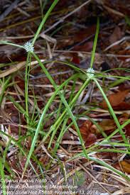 Image result for Cyperus dubius