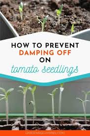 Image result for tomato seedling damping off