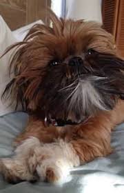 Puppies grow quickly at first, with most of their growth happening in the first few months. Shih Tzu Shedding Coat Renewal For Puppy And Adult Dogs