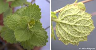 Image result for Aeollanthus suaveolens