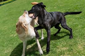 Similarly, you would not want to encourage the dog that is less interested in a resource to challenge the one with a higher motivation to hold on to that resource. How To Prevent And Stop Household Dogs From Fighting Puppy In Training