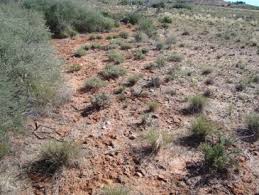 Image result for Hermbstaedtia scabra