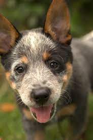 Aus Cattle Dog Owners Where Are You All Cattle Dog Puppy Australian Cattle Dog Puppy Heeler Puppies