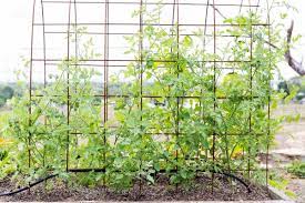 Tomato plants can be a determinate variety, which grows to a specific size, and may not need additional support while. 5 Diy Tomato Trellis Design Ideas To Borrow Grower Today