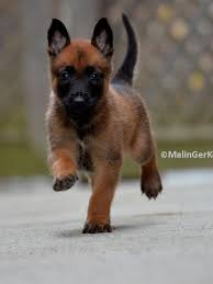 Belgian Malinois Tap The Pin For The Most Adorable Pawtastic Fur Baby Apparel You Ll Love The Dog Clothes And Cat Clo Mechelse Herder Herdershond Werkhonden