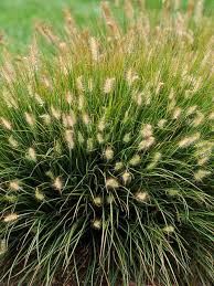 5 ornamental grasses perfect for september. Pennisetum Little Bunny Bluestone Perennials