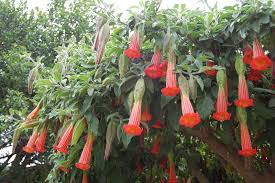 Maybe you would like to learn more about one of these? Angel S Trumpet Description Poisonous Britannica