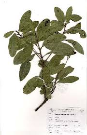 Image result for Manilkara koechlinii