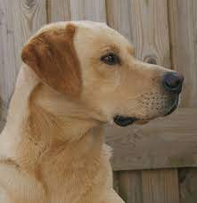 Labrador formel 1, asaa, denmark. Labrador Retriever Skovagers Moss Lane Ben Gul Hanhund Formel 1 Jagthund Avlshan Labrador Til Avl