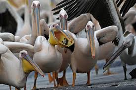 Pelicans / grizzlies pelicans make willie green official Israeli Fish Farmers Give Peckish Pelicans Free Lunch