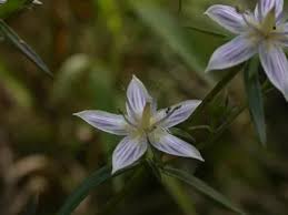 Image result for Swertia