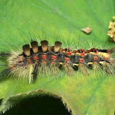 Black And Red Caterpillar Uk Ispot Your Place To Share Nature Moth Caterpillar Moth Caterpillar