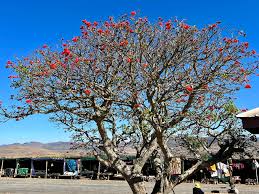 Image result for Erythrina lysistemon