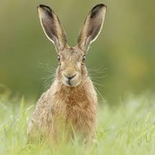 Scratchings in the grass is a sign of rabbits as are burrows. Deadly Rabbit Virus Threatens Uk Brown Hare Population Wildlife The Guardian