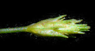 Image result for Fimbristylis squarrosa