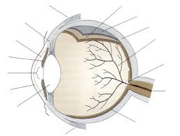 Maybe you would like to learn more about one of these? Label Parts Of The Human Eye