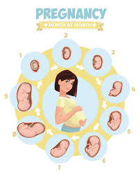 Image result for First Trimester Education