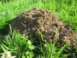 Wenn sie kleintiere wie meerschweinchen, kaninchen oder hühner in ihrem garten halten, müssen sie in ein. Nager Vertreiben Uber 50 Hausmittel Tipps Frag Mutti
