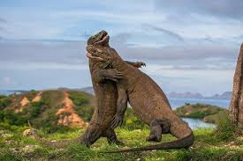 These Komodo Dragons Enjoy Hugging Each Other After A Long Break Natureisfuckinglit Komodo Dragon Komodo Animals