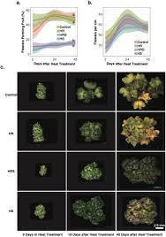 Thanks so much for the review, it's much appreciated. Heating Quinoa Shoots Results In Yield Loss By Inhibiting Fruit Production And Delaying Maturity Biorxiv