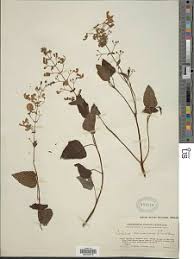 Image result for Equilabium stolzii