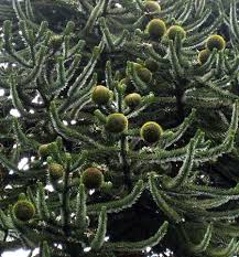 The monkey puzzle tree is an evergreen species of conifer from the temperate rainforests of south central chile and adjacent areas in argentina. Monkey Puzzle Tree Description Facts Britannica