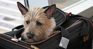 Can you ship a dog on a plane. Air Transport