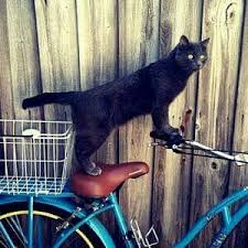 black kitty on a bike ネコ 自転車 写真集