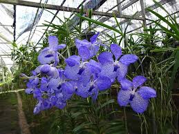 Image result for Vanda coerulea