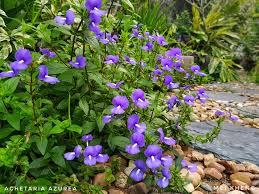 Image result for Halopegia azurea