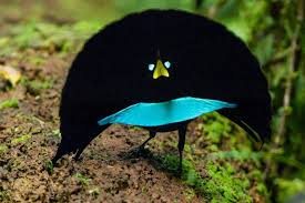 Bird Of Paradise Mating Dance Gif New Bird Of Paradise Species Has Smooth Dance Moves National Geographic Weird Birds Birds Of Paradise Male Bird