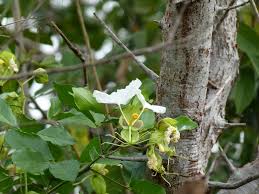 Image result for Cadaba