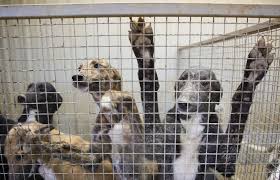 Greyhound tracks in Iowa are hurting, which worries breeders