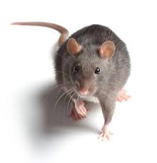 For any pest problems, call andy today on 0208 088 2365. East London Pest Control Bpc Pest Control East London Team