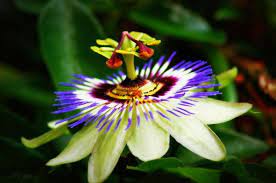 1 Passion Flower Jpg Passion Flower Passion Flower Plant Passion Vine