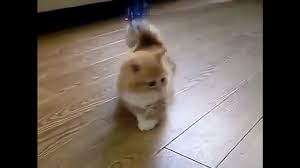 Menurut cfa, jika anda mahu membela kucing parsi, tetapi tak mahu terikat dengan penjagaan bulu yang melecehkan, baka satu perangai comel kucing ini adalah ia sangat manja dan mudah mesra dengan orang. Anak Kucing Top First Paling Comel Di Dunia Memang Cute Giler ÙÙŠØ¯ÙŠÙˆ Dailymotion