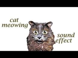 Cat Meowing Playful Sound Effect Animation Animal Sounds Animated Animals Animals