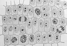 Labels include nucleus, chloroplast, cytoplasm, membrane, cell wall, and vacuole, and mitochondrion. Https Www Dvusd Org Cms Lib011 Az01901092 Centricity Domain 2924 Mitossipracticekey Pdf