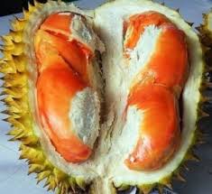  Inilah Jenis Jenis Dan Gambar Durian Yang Paling Populer
