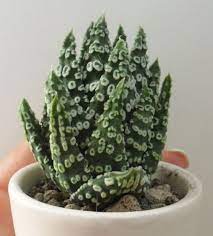 Haworthia Pumila Donut Succulents Succulent Gardening Small Succulent Plants