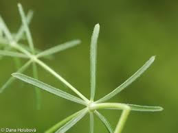 Image result for Galium simense