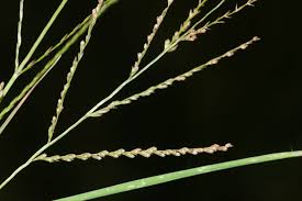 Image result for Leptochloa panicea