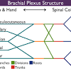 The chapter on the upper limb arteries begins with an overview of the arteries (subclavian, axillary, brachial, radial and ulnar arteries and deep and an anatomical diagram illustrates the lymph nodes of the upper limb, with the pectoral, axillary (lymphatic ganglia), paramammary, parasternal, humeral. 1