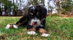 10 photos i recently lost my 13 year old bmd bogey. Bernedoodle Breed Info The Bernese Mountain Dog Poodle Mix